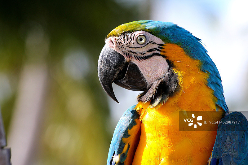 金刚鹦鹉图片素材