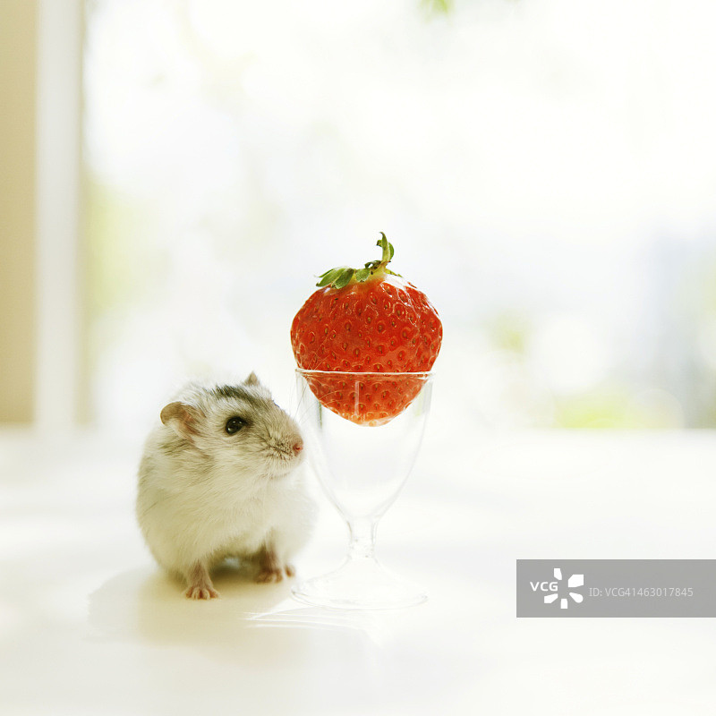 看着草莓的仓鼠图片素材