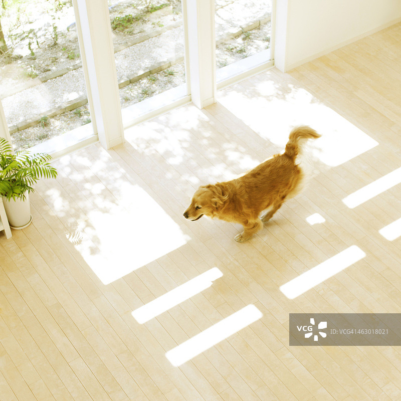 在房间里奔跑的金毛犬图片素材