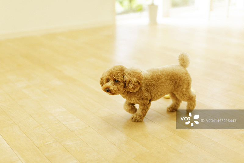 玩具贵宾犬图片素材