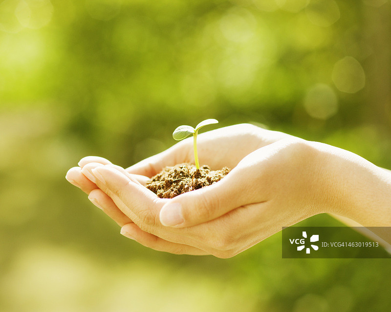 手中的植物特写图片素材