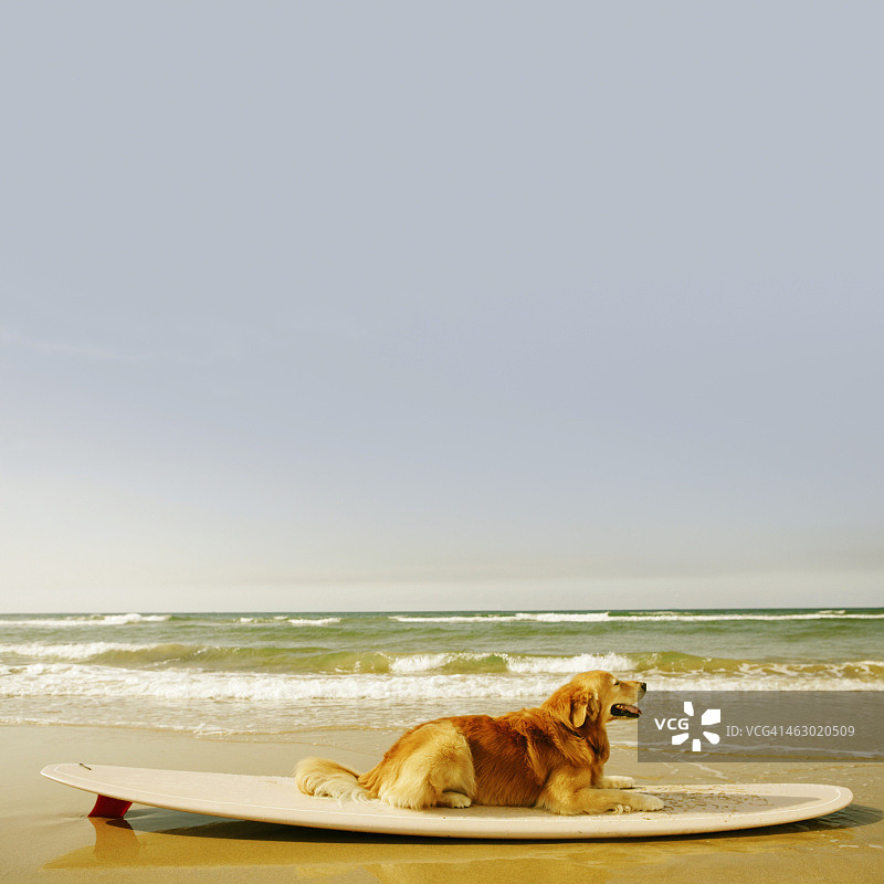 坐在冲浪板上的金毛图片素材