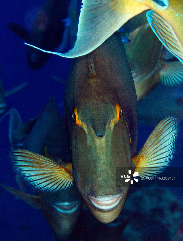 蓝刺尾鱼图片素材