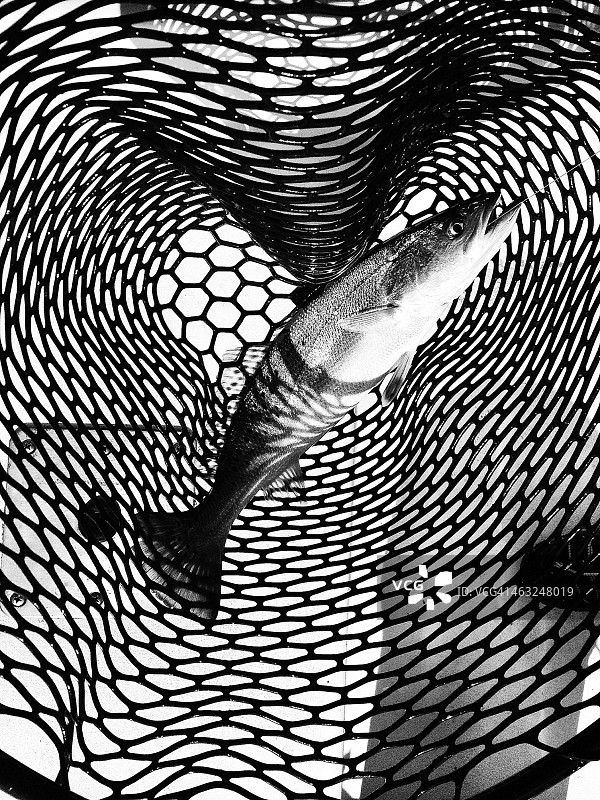 渔网中的鱼图片素材