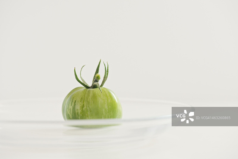 新鲜的有机绿色斑马番茄图片素材