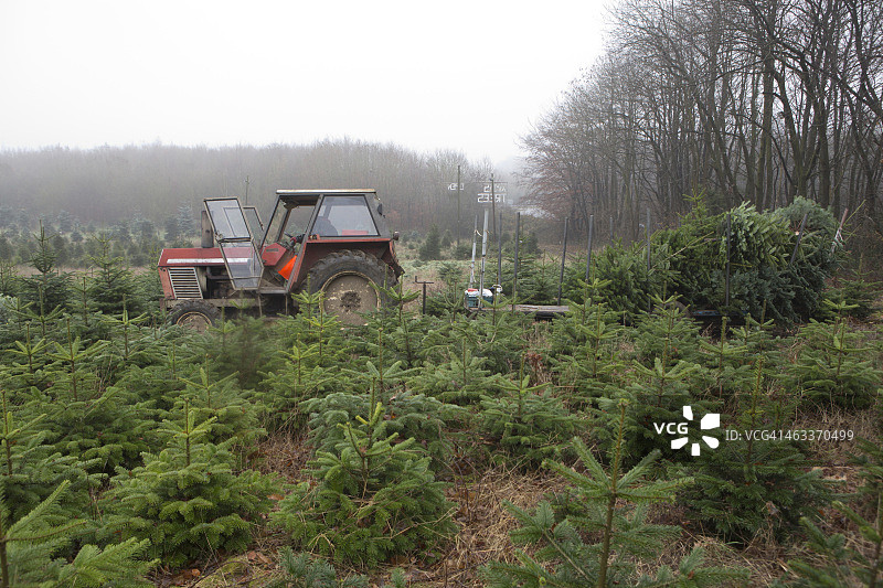 圣诞树农场图片素材
