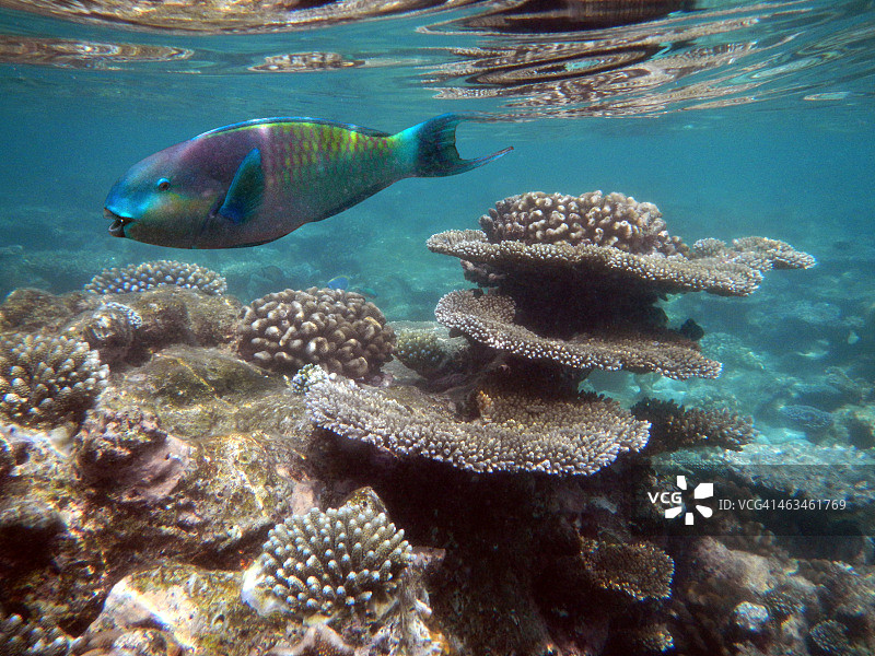兰纳利堡礁上的鹦嘴鱼图片素材
