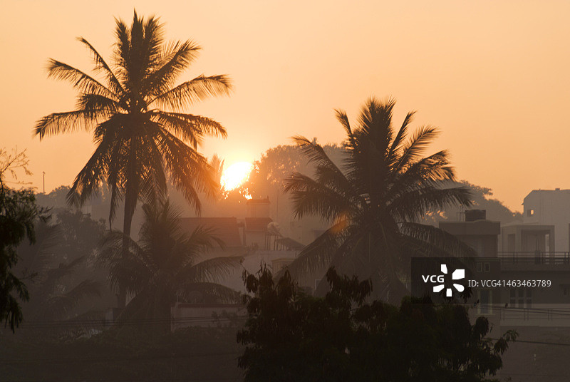 迈索尔棕榈树日出图片素材