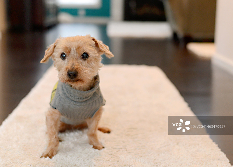 约克夏犬图片素材