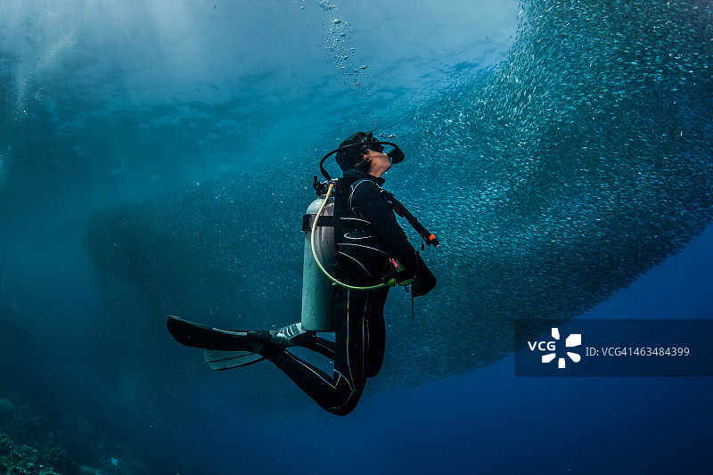 康提基的沙丁鱼群图片素材