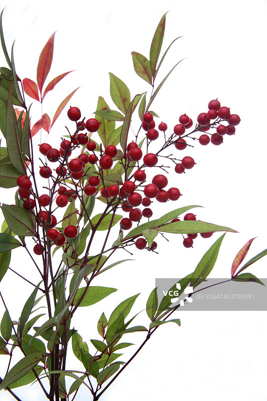 南天竹图片素材