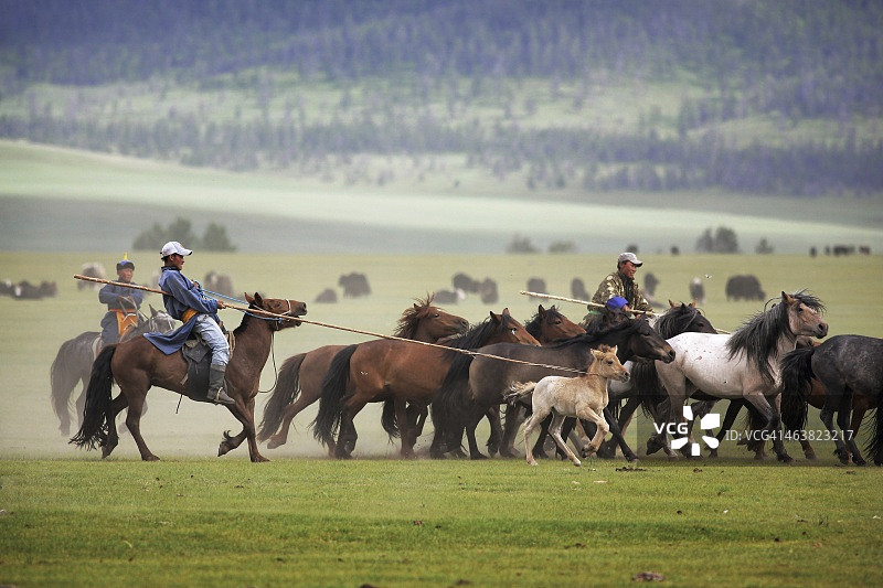 蒙古牧民套蒙古马驹图片素材