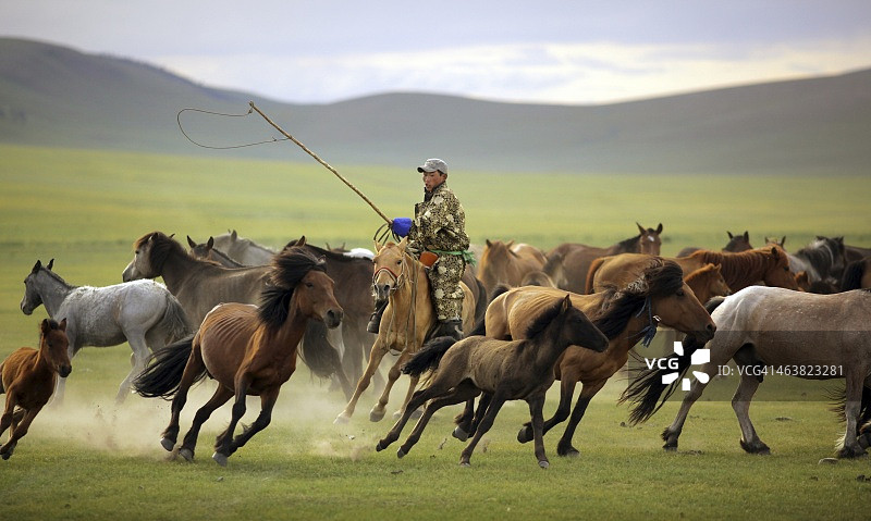 准备套住小马驹的蒙古族牧民图片素材