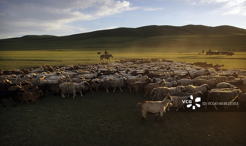 游牧骑手在黄昏时分放牧开司米山羊图片素材