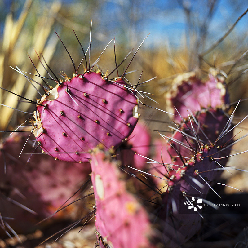 长刺紫梨果仙人掌图片素材
