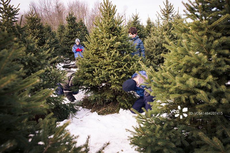 砍伐圣诞树图片素材
