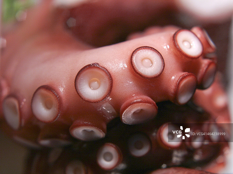 章鱼的吸盘图片素材