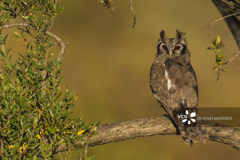 维氏雕鸮图片素材