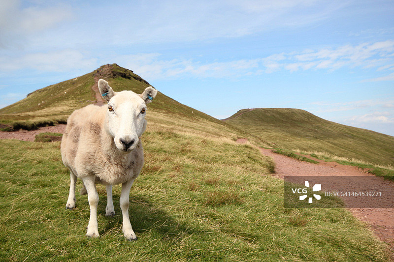 布雷肯比肯斯山上的威尔士山羊图片素材