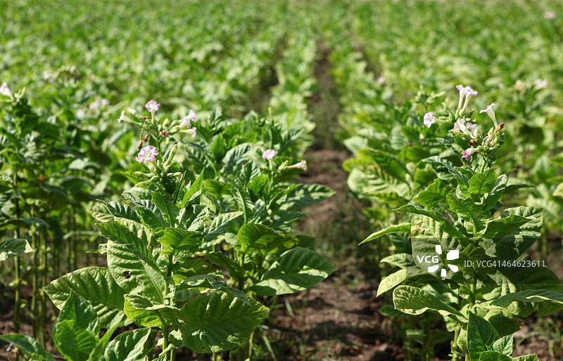 烟草农场图片素材