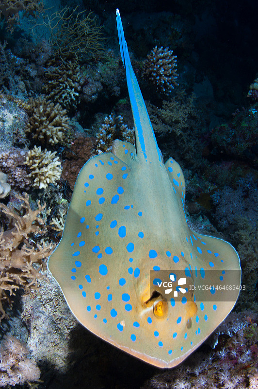 斑点鳐图片素材