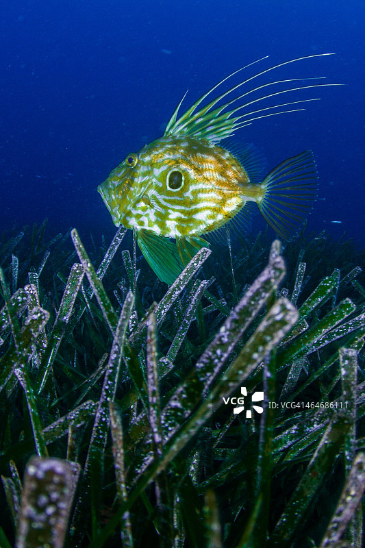 圣彼得鱼图片素材