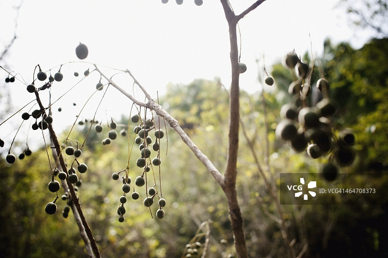 悬挂在树枝上的浆果图片素材