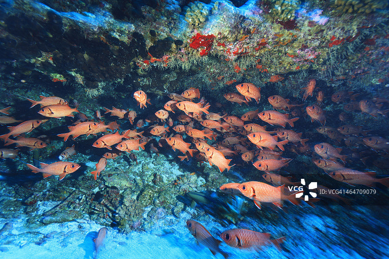 军曹鱼群（Myriprisis Sp.）图片素材
