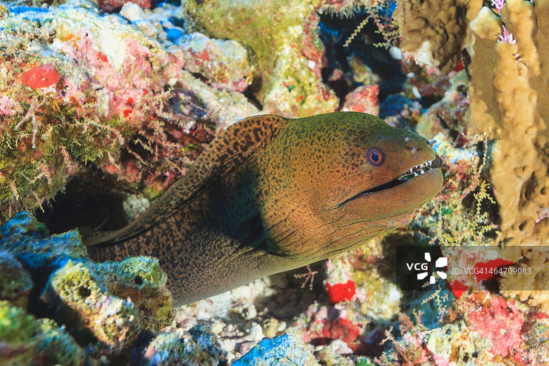 绿海鳗图片素材