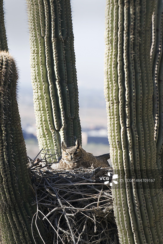 栖息在仙人掌中的角鸮图片素材