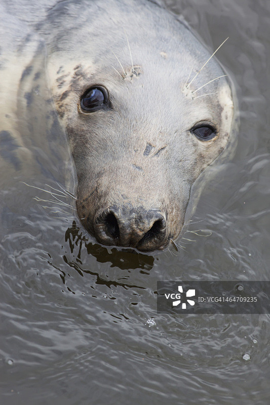 水中的海豹图片素材