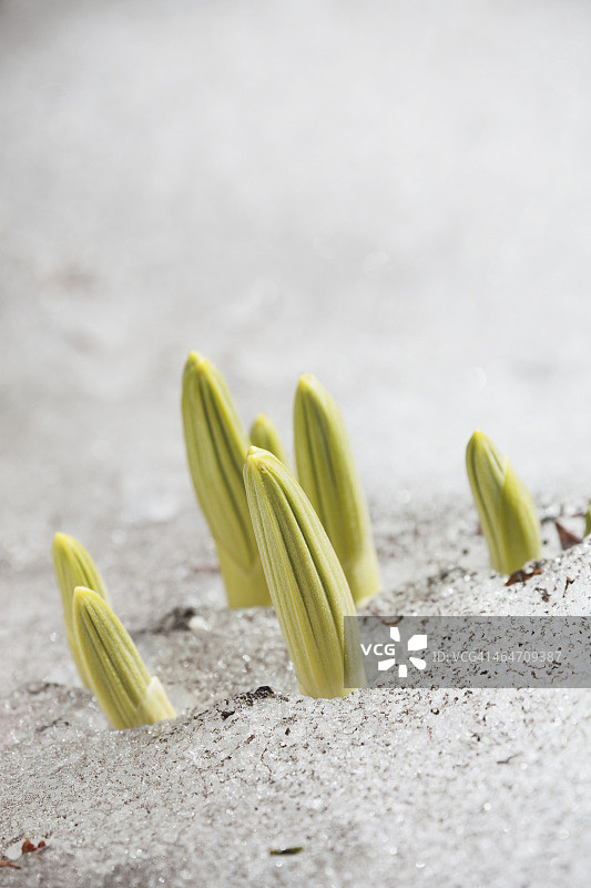 卡纳纳斯基斯省立公园雪地中生长的植物芽苞特写图片素材