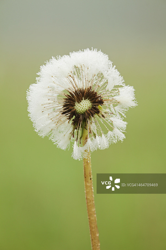 覆盖着露水的蒲公英图片素材