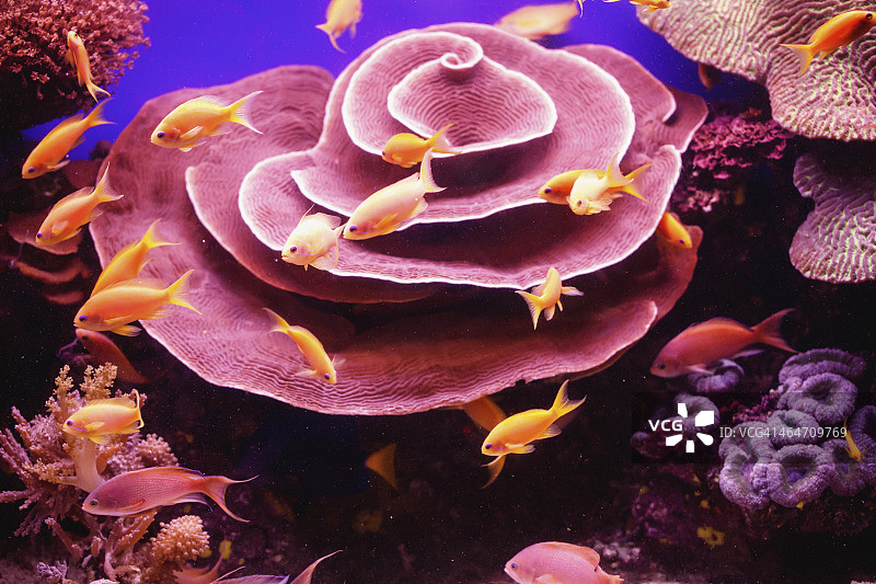 宝石仙女鲈图片素材