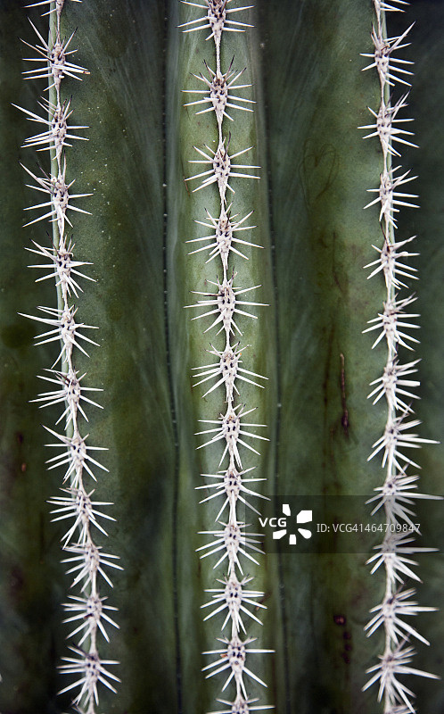 仙人掌针图片素材