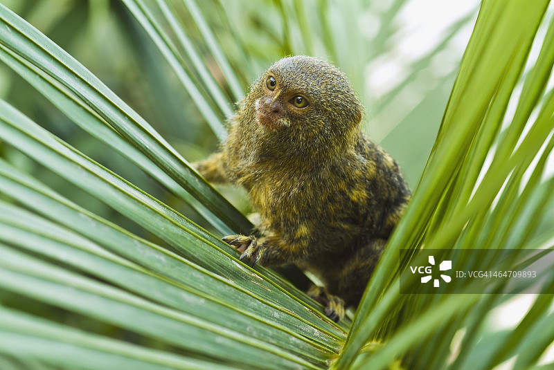侏儒狨图片素材