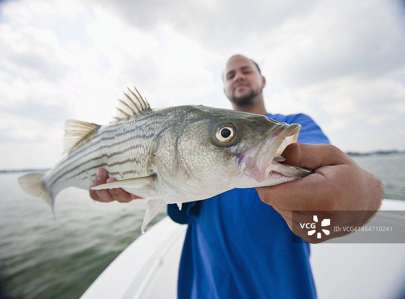 男人抱着刚捕获的条纹鲈鱼图片素材