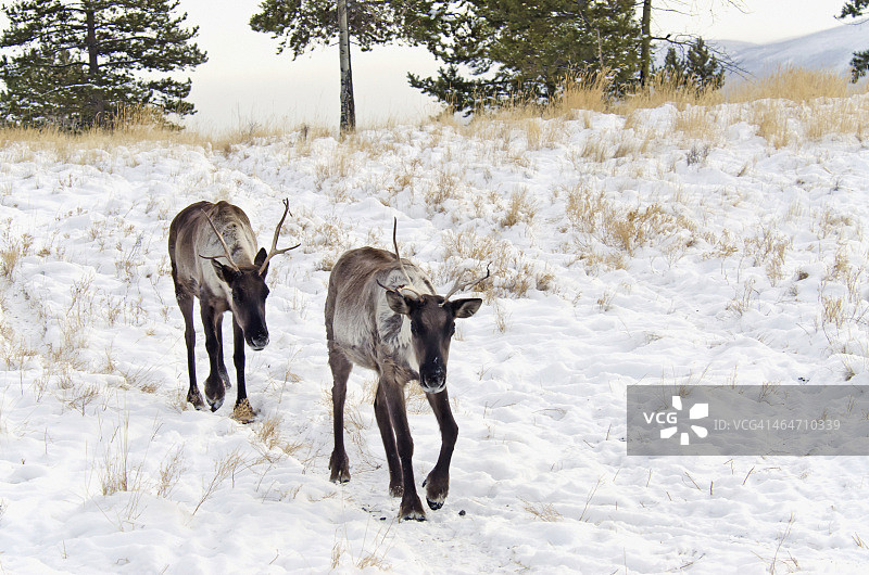 林地驯鹿图片素材
