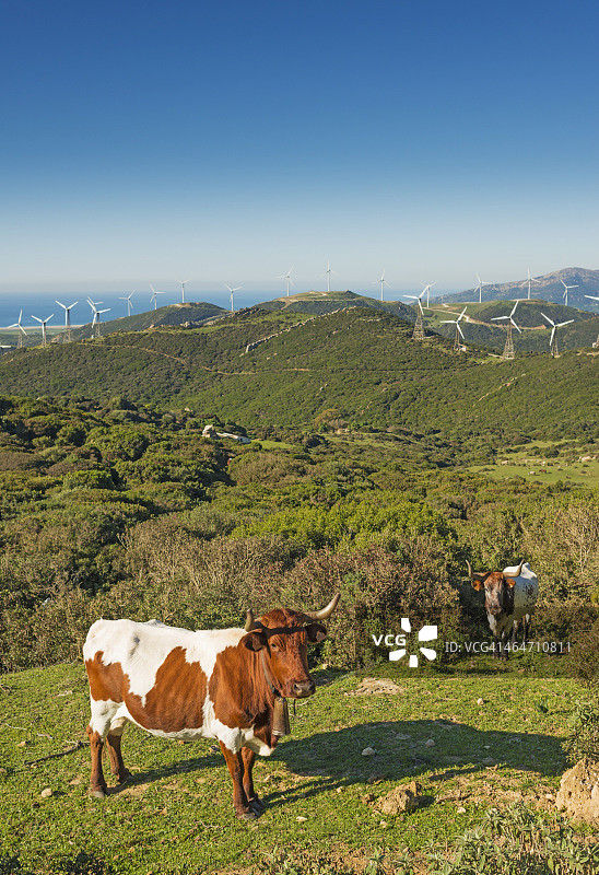 背景是众多风力涡轮机的田野里的牛图片素材