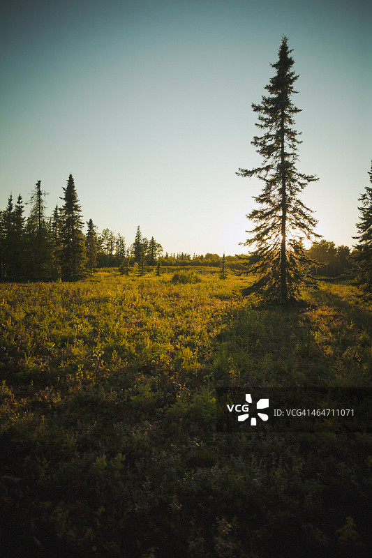 黑云杉树后的夕阳图片素材
