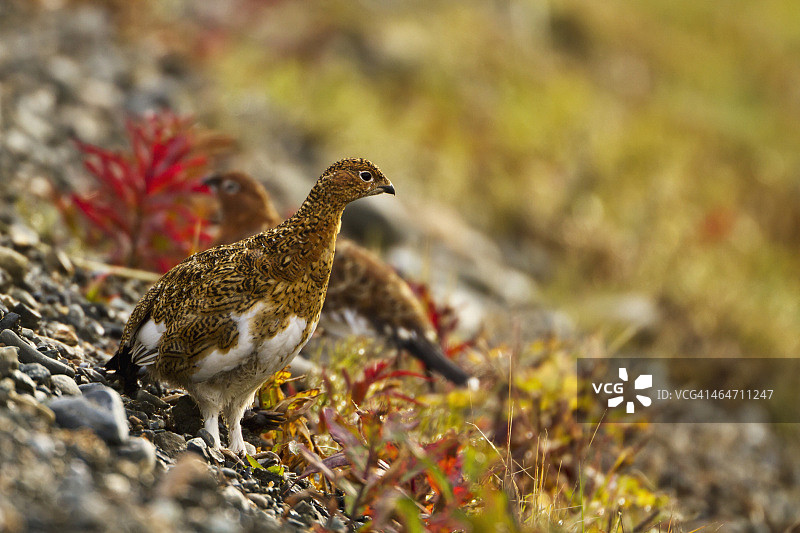 站在砾石坡上的柳雷鸟(lagopus lagopus)，秋季阿拉斯加德纳里国家公园的红色柳兰(epilobium angustifolium)图片素材