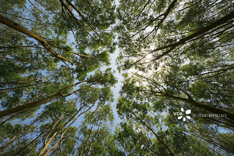 低角度拍摄的橡胶树顶部和蓝天图片素材