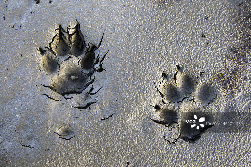 布鲁克斯山脉北极国家公园西北阿拉斯加的狼足迹图片素材