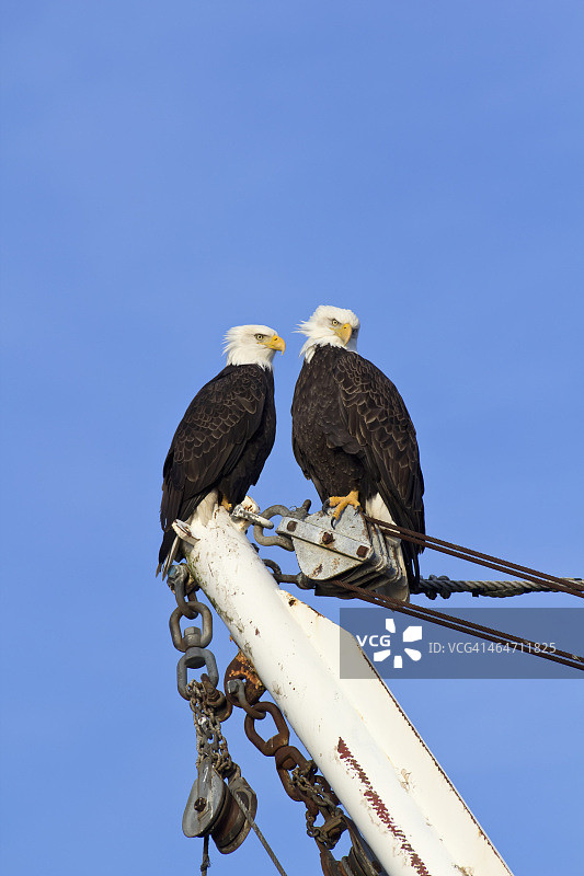 两只秃鹰栖息在奥克湾渔船上图片素材