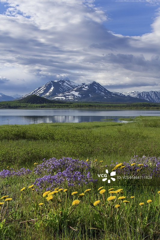 春季迪扎迪阿什湖岸边的野花图片素材