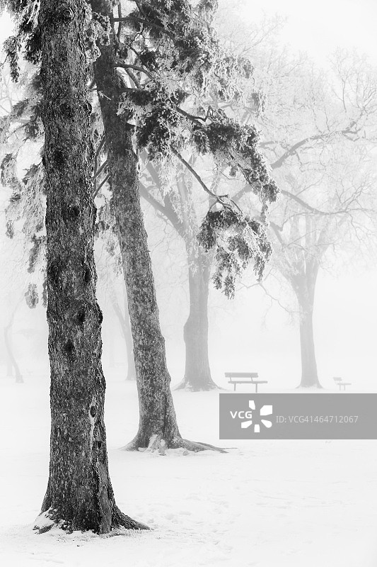 冬季阿西尼博因公园的冰雾景象图片素材