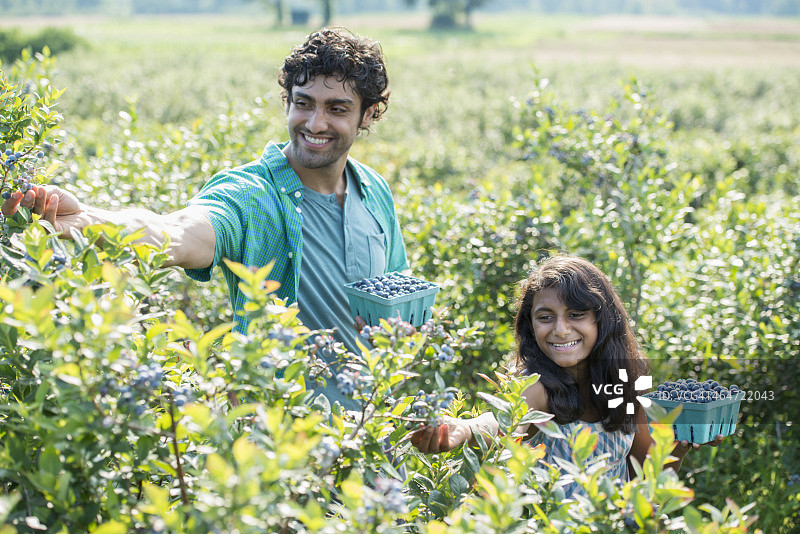 年轻女孩和男人在蓝莓植物旁采摘蓝莓图片素材