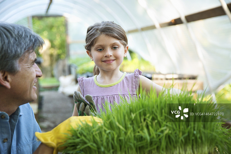夏日农场：玻璃暖房中照料草药的成年人和儿童图片素材