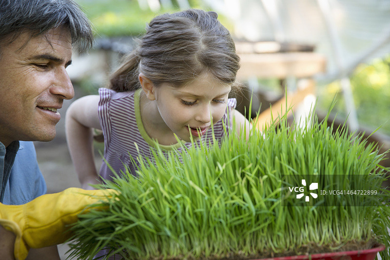 夏季户外农场温室工作台摆放着新鲜绿色香草和植物托盘一男一女俯身呼吸植物的新鲜气味图片素材
