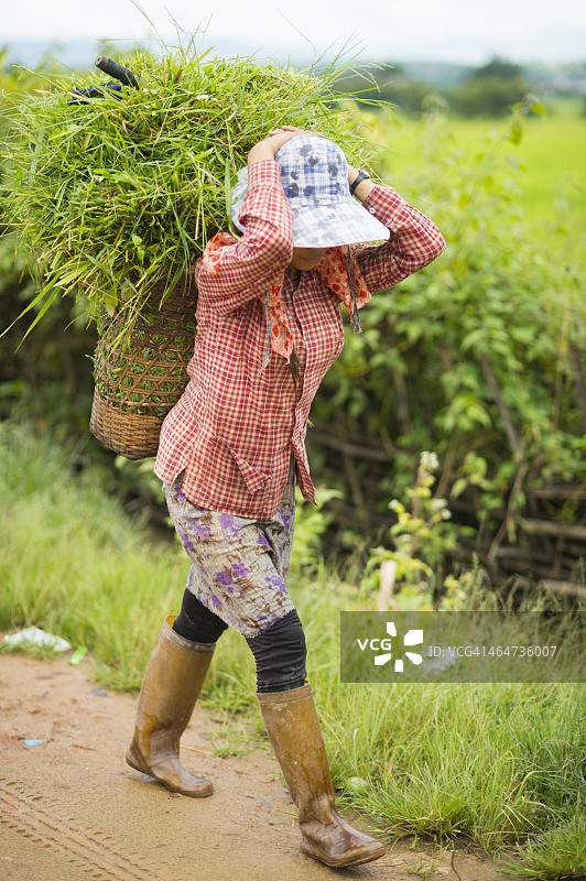 在缅甸掸邦景栋，女人背着植物图片素材